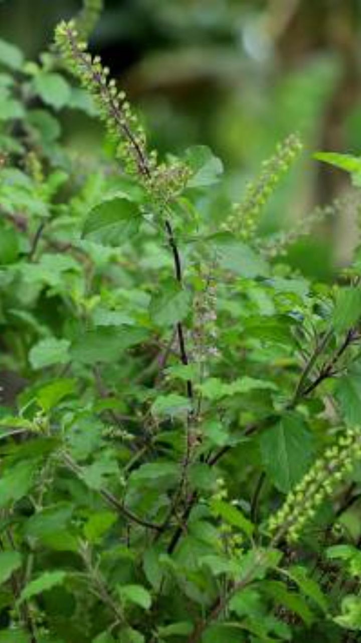 antistres dacia plant Ceanothus 'Dark Star' – Plants Express main image 1