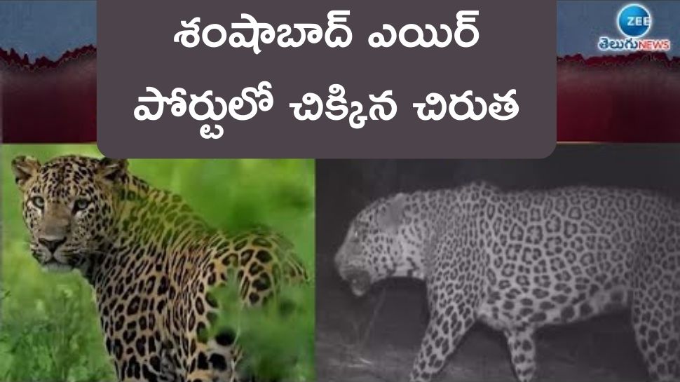 Cheetah Spotted at shamshabad Airport: చిరుత చిక్కింది..శంషాబాద్‌ ఎయిర్‌పోర్టులో ఏర్పాటు చేసిన బోనులో చీతా