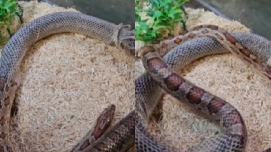Snake Shed his Skin: బాప్ రే.. కుబుసం విడుస్తున్న పాము.. వైరల్ గా మారిన షాకింగ్ వీడియో..