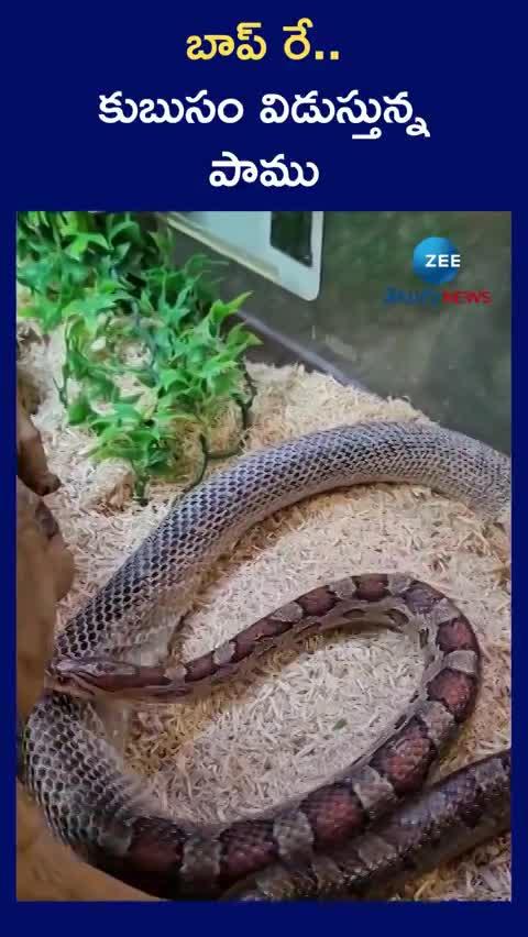 venomous snake started to shed his skin video goes on social media pa