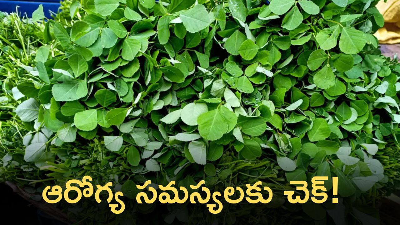 Fenugreek Leaves Can Reduce Blood Sugar, Indigestion, Gastric And More