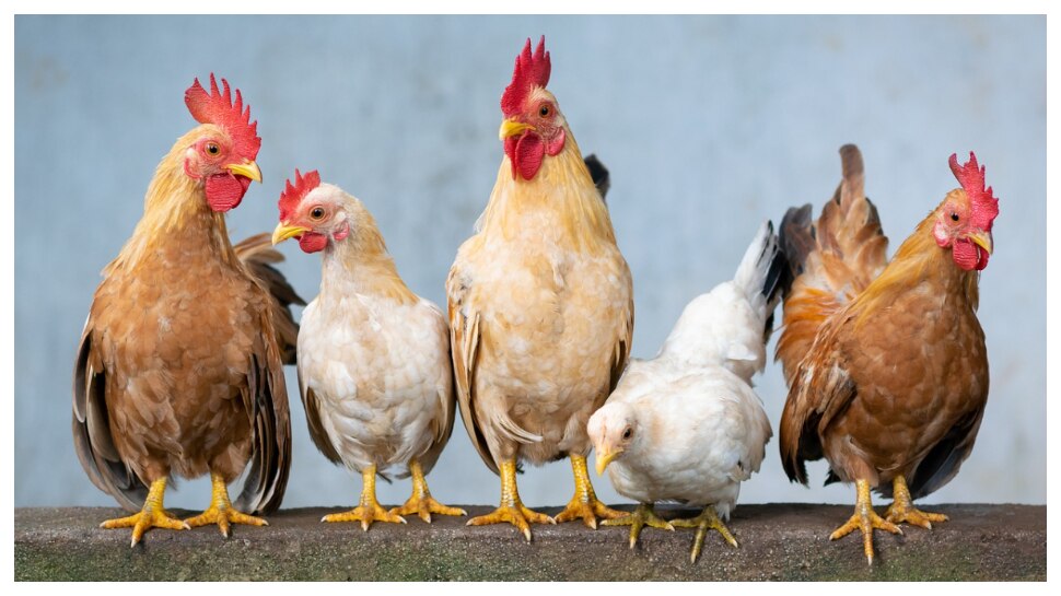 Chicken Price Hike: ట్రిపుల్‌ సెంచరీ కొట్టిన కోడి.. రూ.300 దాటిన కేజీ చికెన్‌ .. ఎందుకో తెలుసా?