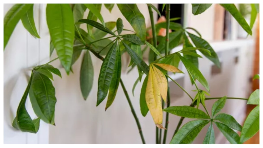 Plant Leaves turning yellow: ఈ మొక్కల ఆకులు పచ్చ రంగులోకి మారిపోతున్నాయా? ఈ చిట్కాతో చెక్ పెట్టండి