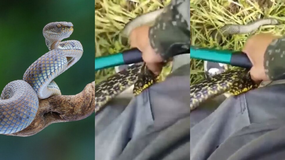 Video viral: వామ్మో...  ప్రైవేటు పార్ట్ ను కరిచిన పాము.. షాకింగ్ వీడియో వైరల్..