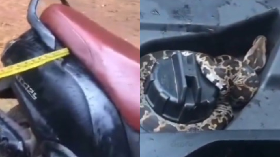 Python in scooty: వామ్మో.. స్కూటీ ట్రంక్ లో భారీ కొండ చిలువ.. వీడియో వైరల్.. Python in scooty: వామ్మో.. స్కూటీ ట్రంక్ లో భారీ కొండ చిలువ.. వీడియో వైరల్..