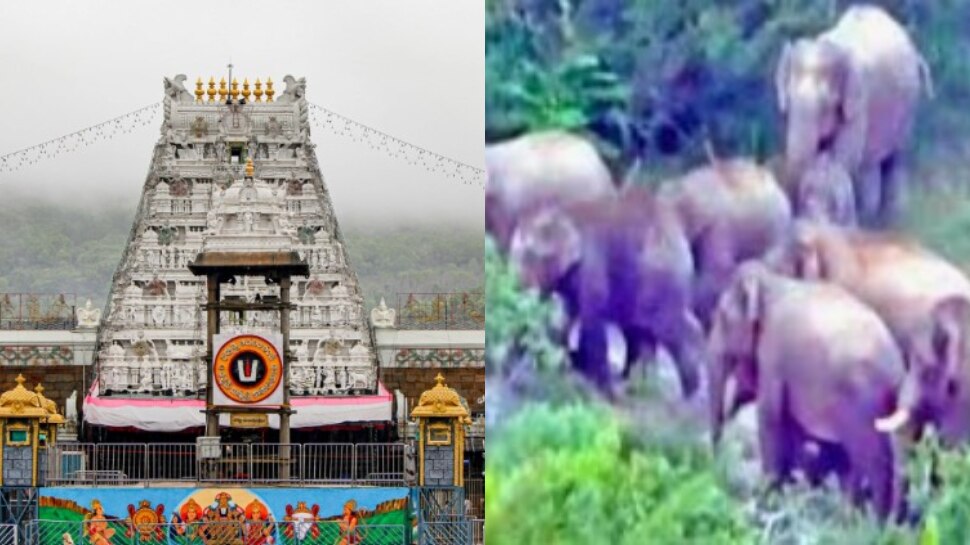 Tirumala Ghat: తిరుమల ఘాట్ రోడ్డులో ఏనుగుల హల్ చల్.. రోడ్డు మీద భారీగా ట్రాఫిక్ జామ్..