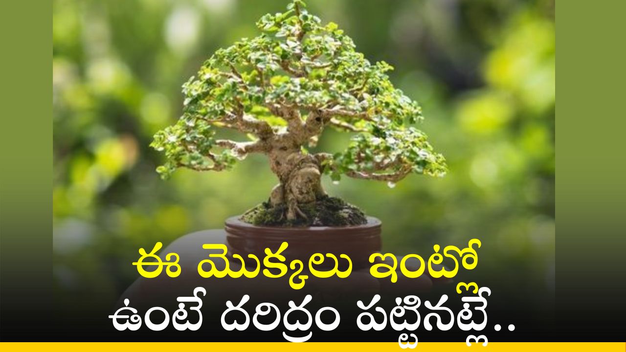 Vastu Tips: ఈ మొక్కలు ఇంట్లో ఉంటే దరిద్రం పట్టినట్లే..