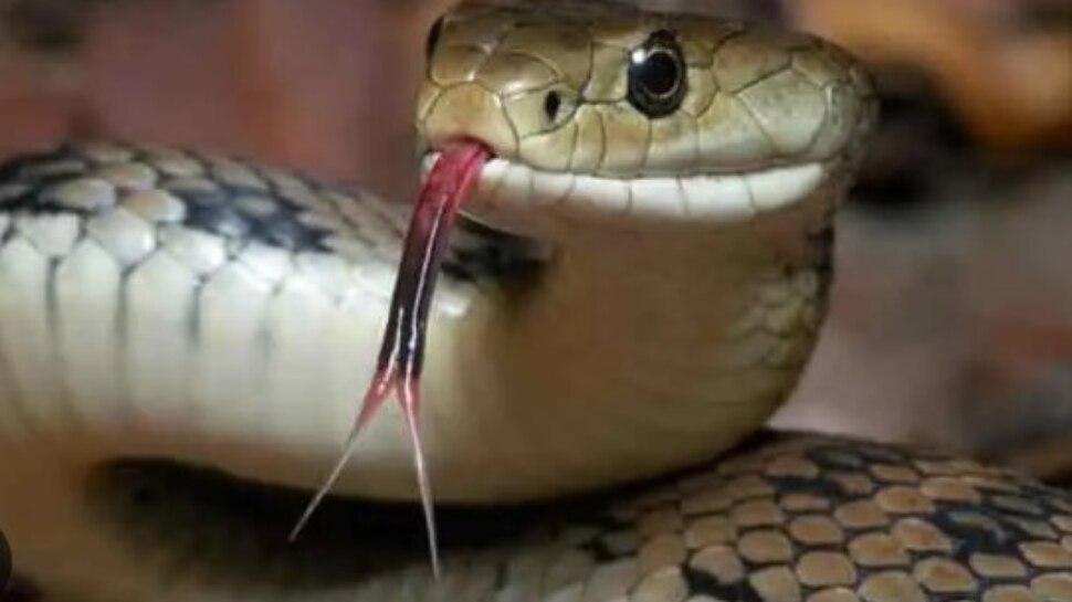 Man Bites Back Snake Reptiles Dies In Bihar Nawada Here Story Goes ...