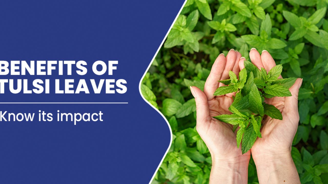 Tulsi Leaves Benefits: తుల‌సి ఆకుల‌ను వానాకాలంలో తినడం మంచిదేనా?