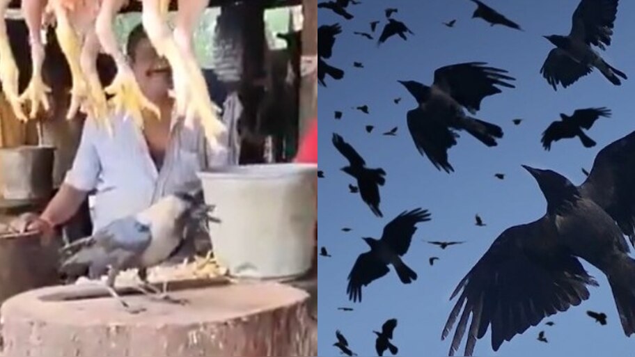 Rajahmundry crows unity to release crow in razole konaseema video goes ...