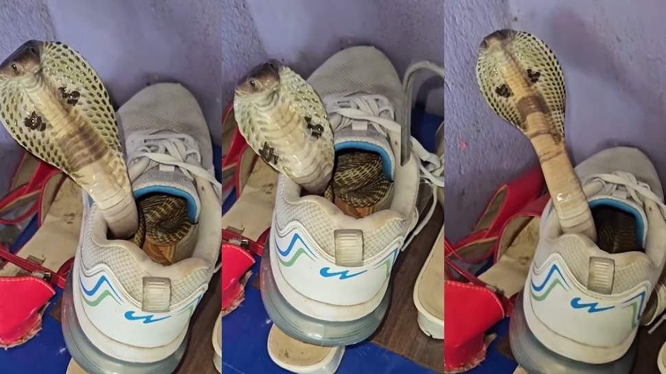 Snake in shoe: వానాకాలంలో ఇలాంటి  ప్రమాదాలతో జాగ్రత్త.. వైరల్ గా మారిన షాకింగ్ వీడియో..
