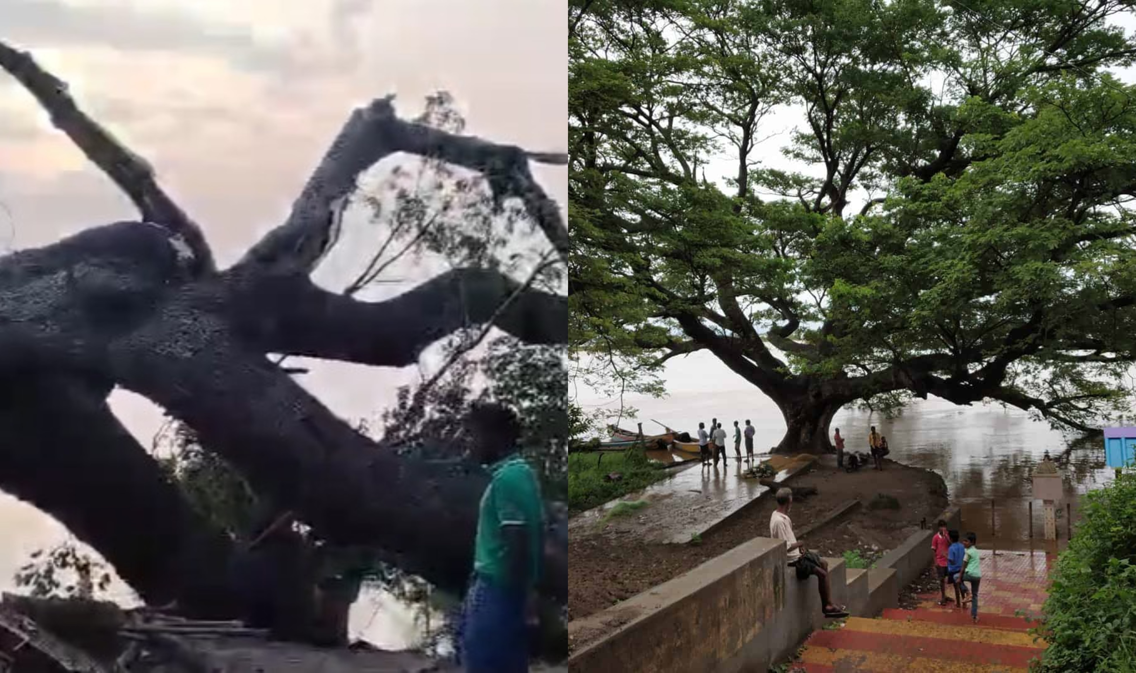 Movies Tree Collapse: &#039;సినిమాల చెట్టు&#039; కూలింది.. గోదావరి గట్టు బోసిపోయింది