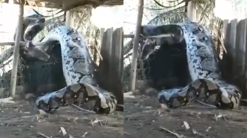Viral video: షాకింగ్.. కంచెను కూలగొట్టేసి షెడ్డులో ప్రవేశించిన భారీ  కొండ చిలువ.. వైరల్ గా మారిన వీడియో..