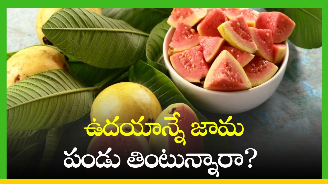 Guava Fruit Benefits: ఉదయాన్నే జామ పండు తింటున్నారా? ఇవి తప్పకుండా తెలుసుకోండి!