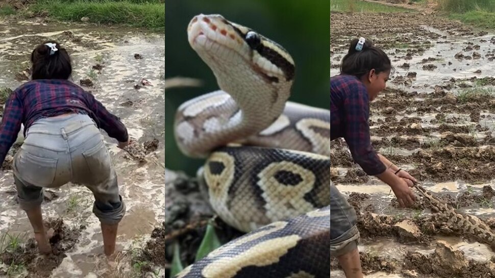 Woman trying to catch python from mud with bare hands video goes viral ...
