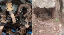 Viral video: బాబోయ్.. ఇంట్లో 100 కు పైగా పాములు.. చివరకు ట్విస్ట్ మాములుగా లేదుగా..