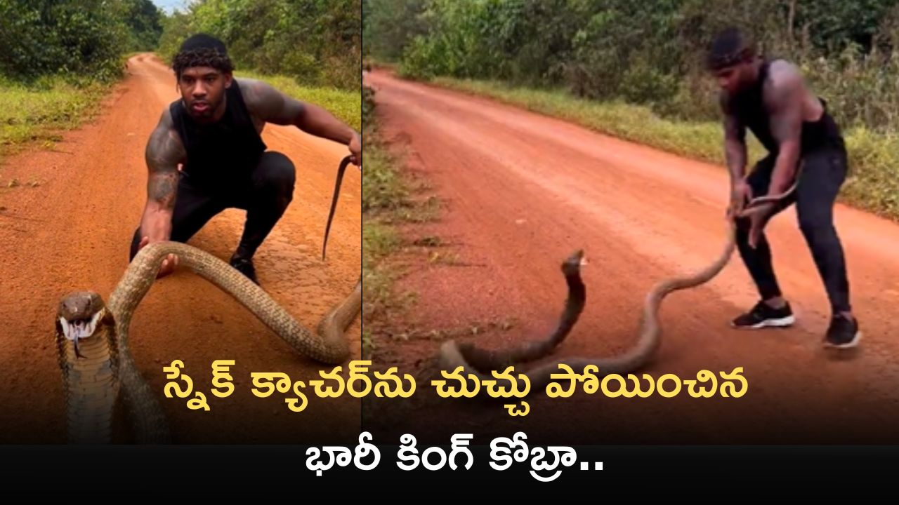 King Cobra Highly Viewed Video: స్నేక్‌ క్యాచర్‌ను చుచ్చు పోయించిన భారీ కింగ్ కోబ్రా.. వీడియో చూసి షాక్‌ అవ్వకండి..
