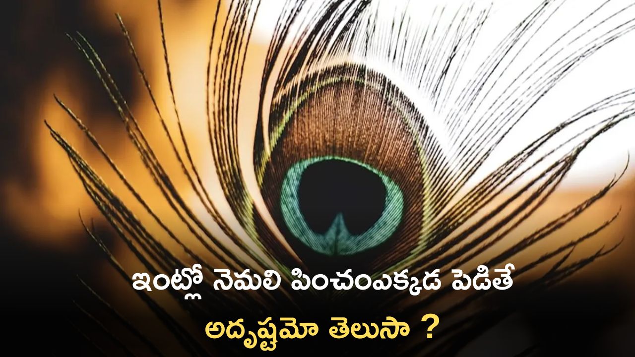 Peacock Feather Benefits: ఇంట్లో నెమలి పించం ఎక్కడ పెడితే అదృష్టమో మీకు తెలుసా ?