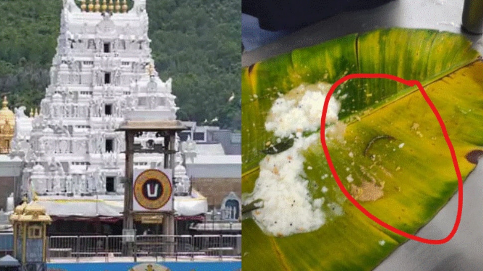 Tirumala: మరో వివాదంలో తిరుమల..  అన్నదాన కేంద్రంలోని పెరుగన్నంలో జెర్రీ.. షాకింగ్  వీడియో వైరల్..