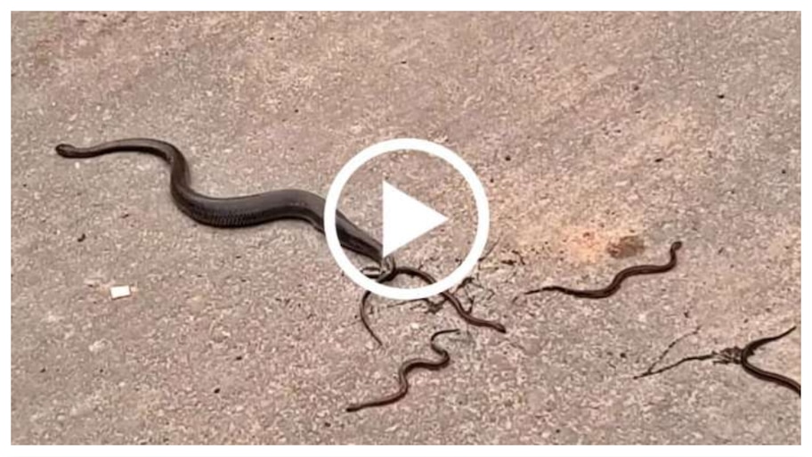 Viral Video: పాము గుడ్లను కాదు.. నడి రోడ్డుపై ఏకంగా పిల్లల్నే కనింది వీడియో చూస్తేనే ఒళ్లు జలదరిస్తోంది..