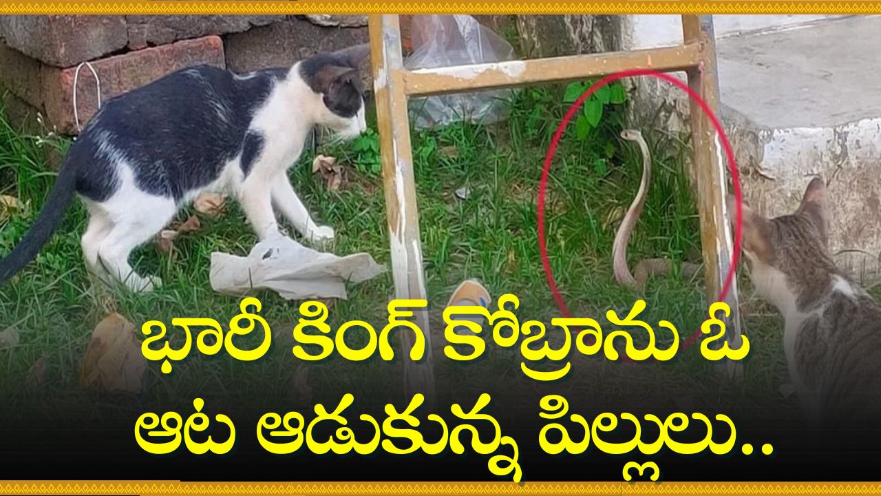 Srikakulam District Temple King Cobra, Cats Fights Video Goes To Trend ...