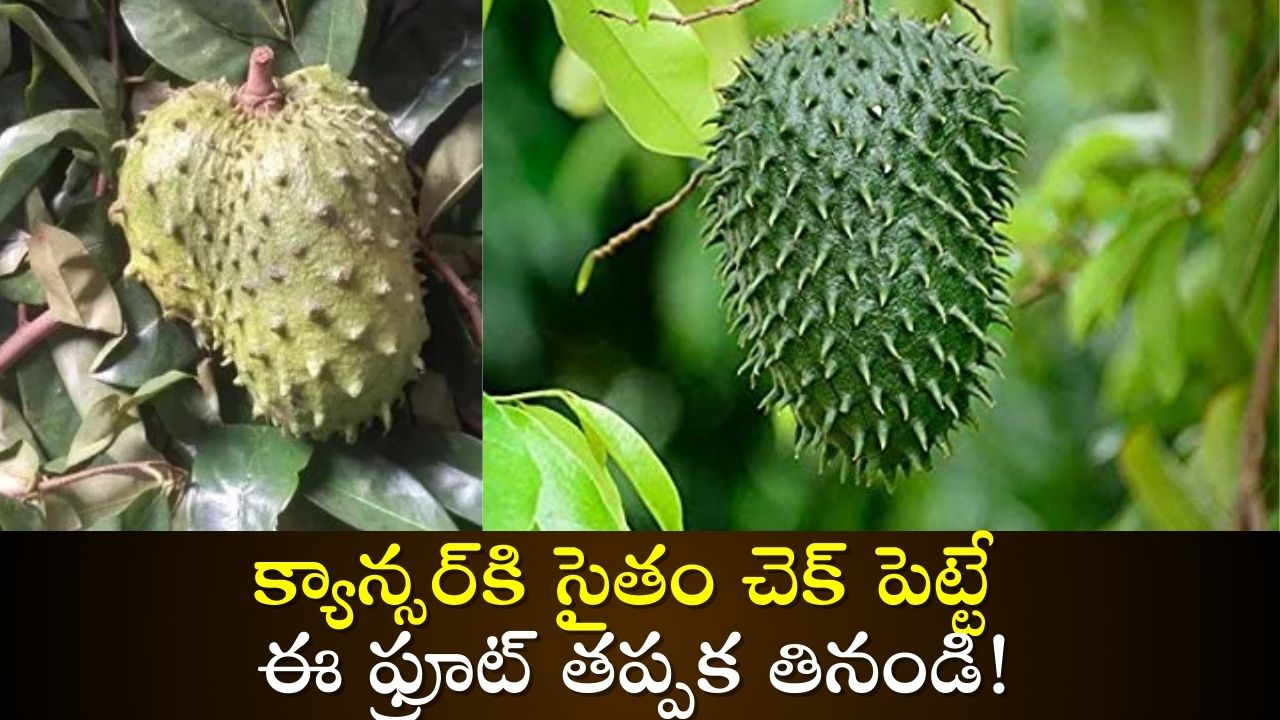 Ramphal Benefits: క్యాన్సర్‌కి సైతం చెక్‌ పెట్టే ఈ ఫ్రూట్‌ తప్పక తినండి!