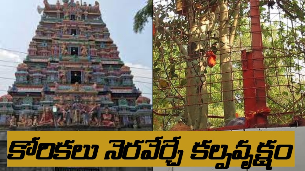 Sri Dutta Kshetram: అక్కడ ప్రదక్షిణ చేస్తే చాలు.. ఎంతటి కోరికలైనా నెరవేర్చే కల్పవృక్షం Sri Dutta Kshetram: అక్కడ ప్రదక్షిణ చేస్తే చాలు.. ఎంతటి కోరికలైనా నెరవేర్చే కల్పవృక్షం