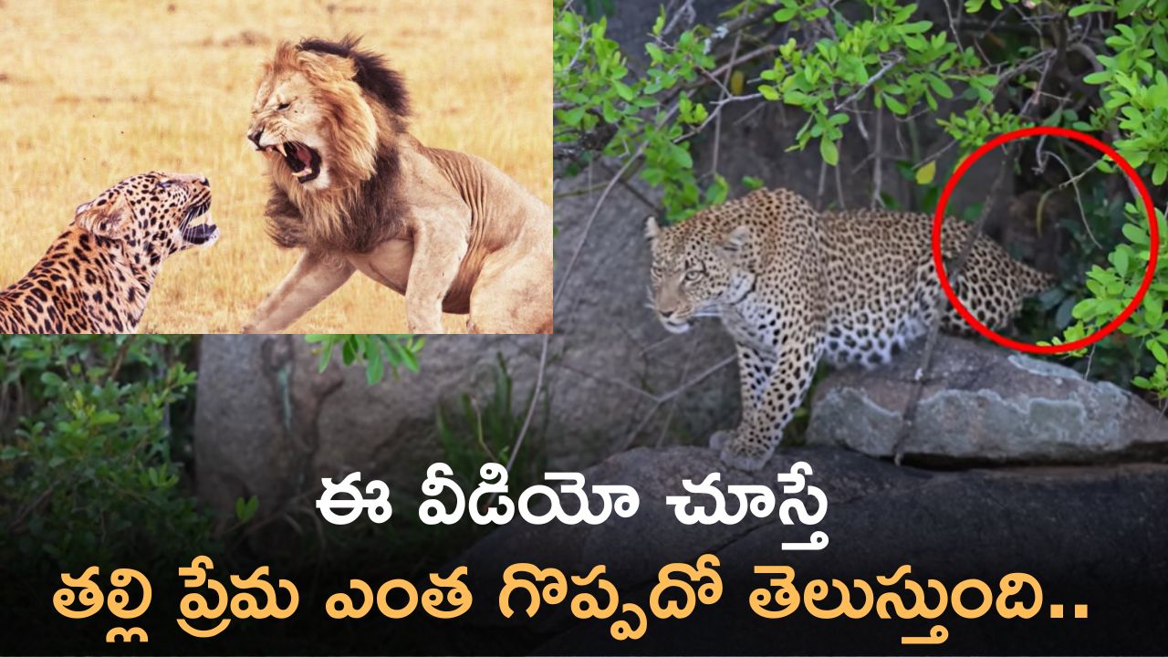 Leopard Mother Video: ఈ వీడియో చూస్తే తల్లి ప్రేమ ఎంత గొప్పదో తెలుస్తుంది.. అమ్మకు ప్రేమతో ..! Leopard Mother Video: ఈ వీడియో చూస్తే తల్లి ప్రేమ ఎంత గొప్పదో తెలుస్తుంది.. అమ్మకు ప్రేమతో ..!
