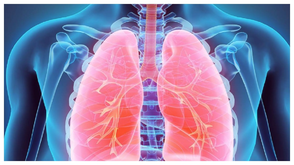 Healthy Lungs: ఊపిరితిత్తులకు హాయినిచ్చే 5 ఆహారాలు .. ఆస్తమా రోగులకు వరం, బ్రాంకైటీస్‌కు దివ్యౌషధం..