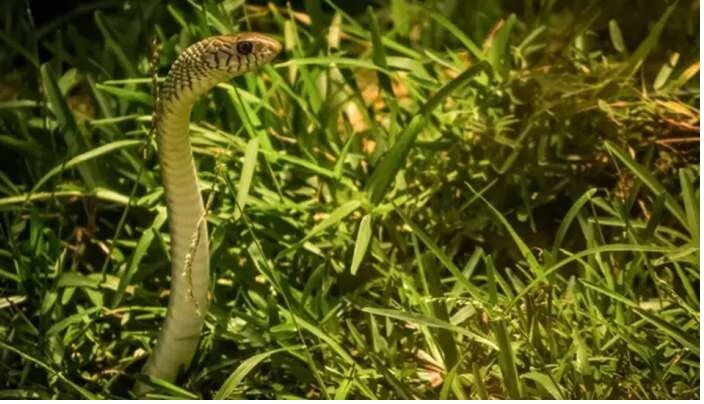Plants and Snakes: మీ ఇంట్లో ఈ మొక్కలుంటే ఎంత దూరంలో ఉన్నా పాములు చొరబడతాయి జాగ్రత్త