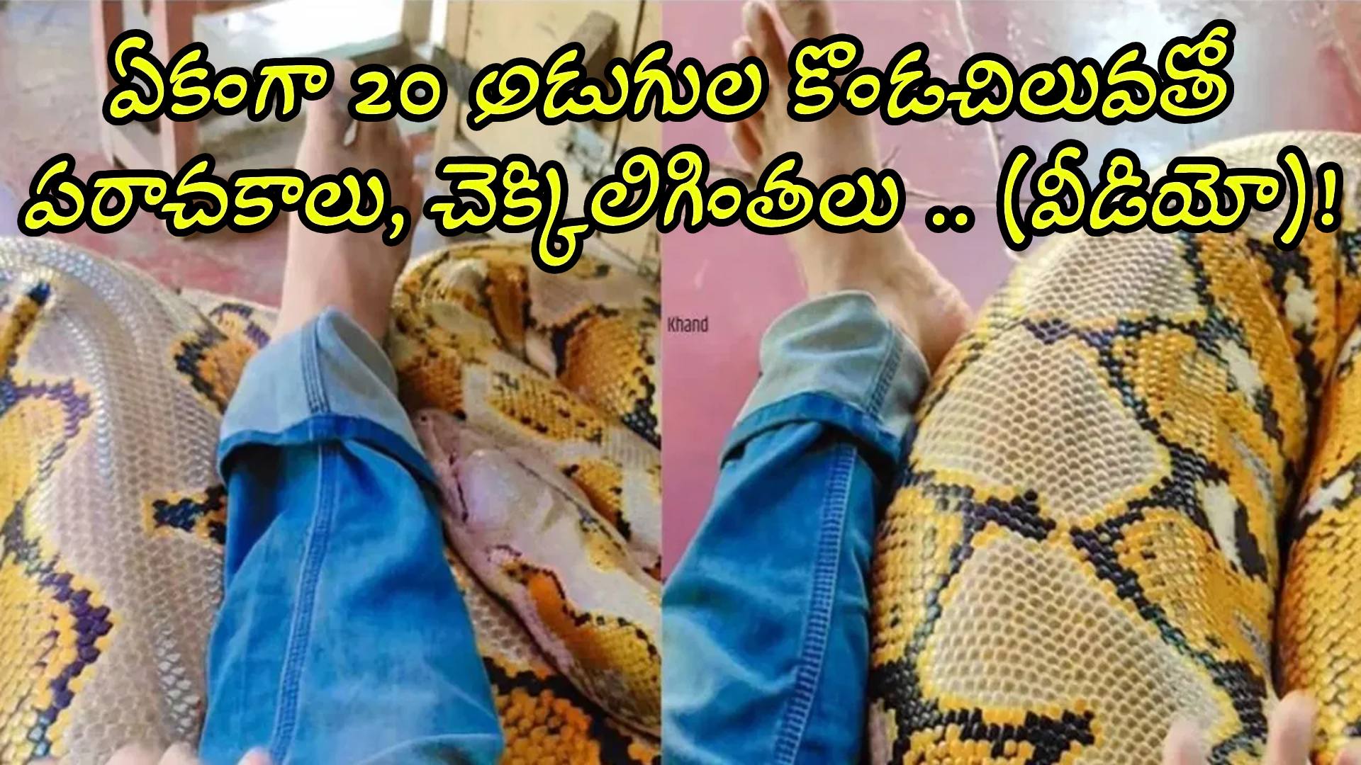 Young Man Playing With 20-foot Python Video Going Viral On Social Media ...