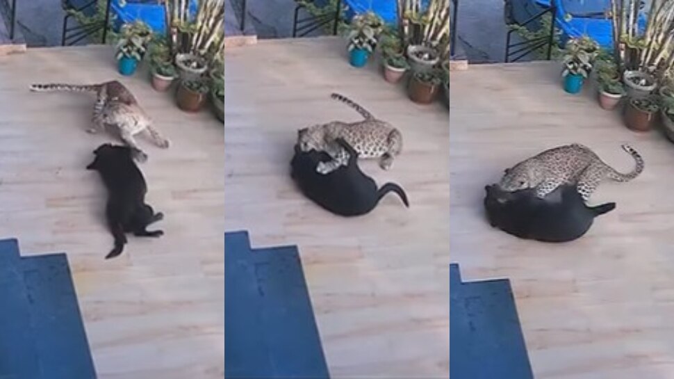 Viral Video: వామ్మో.. పెంపుడు శునకం పీక పట్టుకున్న చిరుత.. ఒళ్లు గగుర్పొడిచే ఘటన.. వీడియో వైరల్..