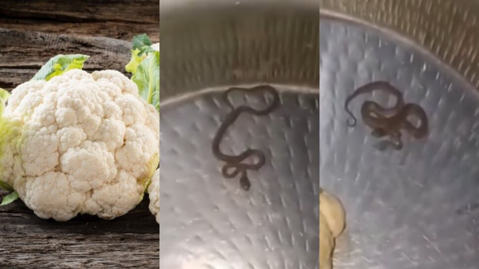 Viral Video: అమ్మ బాబోయ్.. క్యాలీ ఫ్లవర్లో కూడా పాము.. నెట్టింట వైరల్ అవుతున్న వీడియో ఇదే..