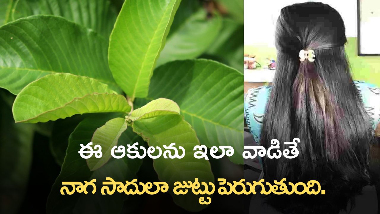 Guava Leaves: ఈ ఆకులను ఇలా వాడితే జుట్టు ఒత్తుగా.. నాగ సాదులా జుట్టు పెరుగుతుంది.!