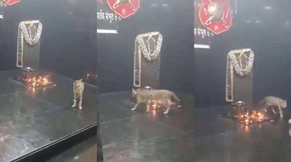 Viral Video: ఇదెక్కడి విడ్డూరం.. మూడు రోజులుగా శనిదేవుడి  చుట్టు ప్రదక్షిణలు చేస్తున్న పిల్లి.. వీడియో వైరల్..