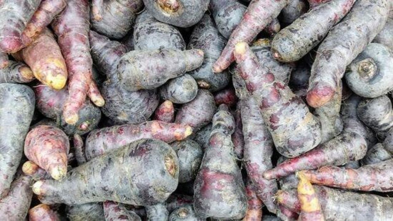 Black Carrots: నల్ల క్యారెట్లే ఆరోగ్యానికి మంచివా? లాభాలు తెలిస్తే అస్సలు వదిలిపెట్టారు..!