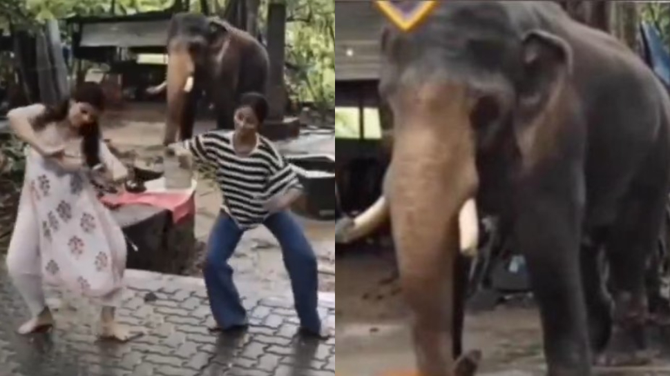 Viral Video: అందమైన అమ్మాయిలతో భరత నాట్యం చేసిన ఏనుగు..?.. వీడియో ఇదిగో.. Viral Video: అందమైన అమ్మాయిలతో భరత నాట్యం చేసిన ఏనుగు..?.. వీడియో ఇదిగో..