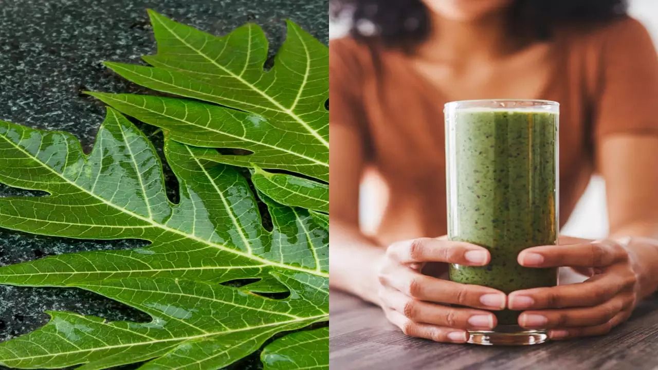 Papaya Leaf: బొప్పాయి ఆకుల రసం తాగితే కలిగే లాభాలు తెలిస్తే షాక్ అవుతారు..! Papaya Leaf: బొప్పాయి ఆకుల రసం తాగితే కలిగే లాభాలు తెలిస్తే షాక్ అవుతారు..!