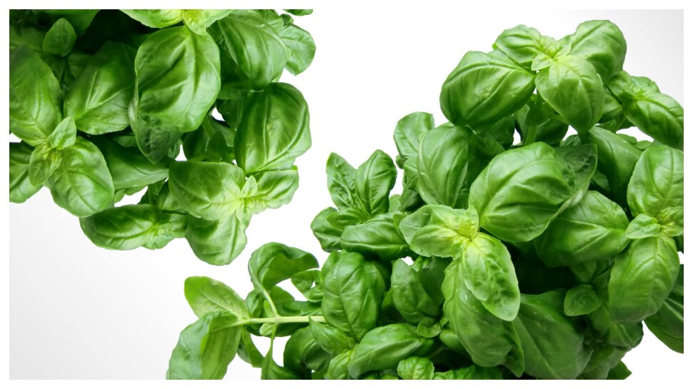 Mosquitoes: చలి వేళ దోమల గోల.. ఈ మొక్కతో ఆమాడ దూరం పరార్‌..