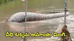 వీధి కుక్కను అమాంతం మింగి.. మురుగునీటి కాలువలో ఇరుక్కుపోయిన భారీ కొండచిలువ.. వీడియో!