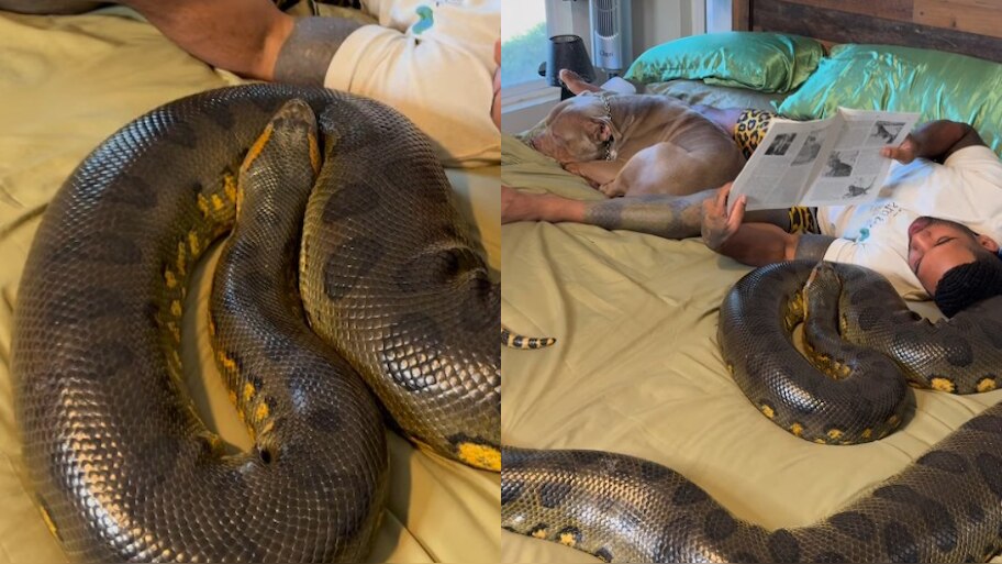 Man reads book with huge python beside him shocking video goes viral pa ...