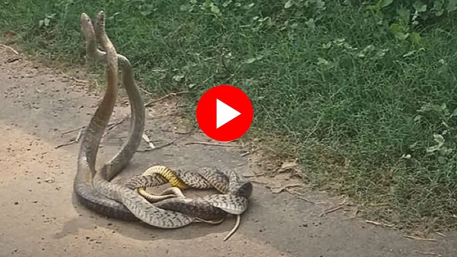 Snakes Romance On Road Video Watch: ఛీ..ఛీ నడి రోడ్డుపై కింగ్‌ కోబ్రాల ప్రేమ జంట ఏం చేసిందో మీరే చూడండి.. భయపడేవారు వీడియో చూడకండి!