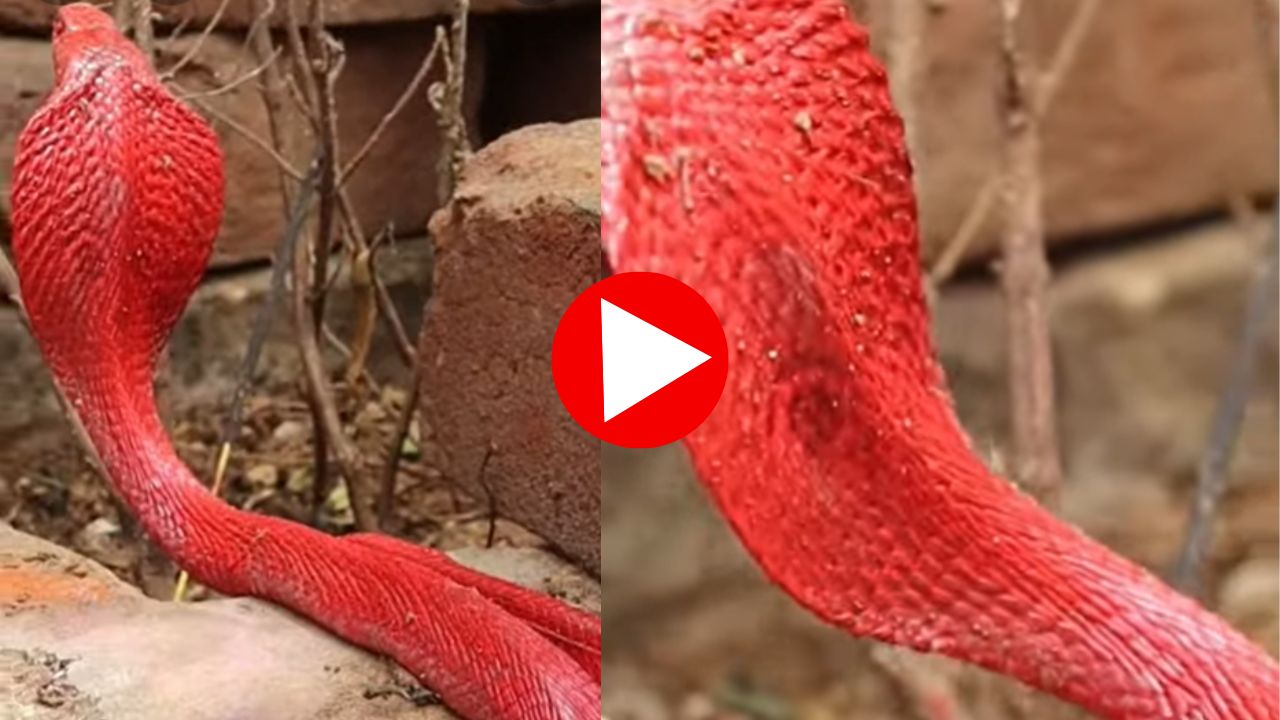 Rare Red King Cobra Viral Video Watch: కెమెరాకు చిక్కిన అరుదైన రెడ్‌ కింగ్‌ కోబ్రా.. భయపడకుండా వీడియో చూస్తారా?