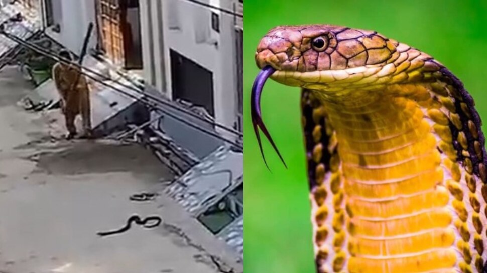 Aunty Vs Cobra: ఆంటీల అరుపులకు జడుసుకున్న కోబ్రా..!.. గేట్ దగ్గరే మూర్ఛపోయిందిగా.. ఫన్నీ వీడియో వైరల్..