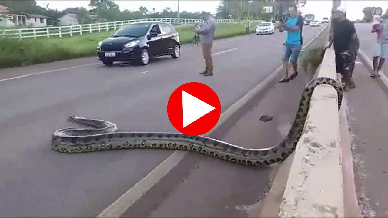 Rare Anaconda Video Watch: నడి రోడ్డుపై అరుదైన జాతి 30 అడుగుల అనకొండ.. వీడియో చూస్తే గూస్ బంప్స్ రావడం ఖాయం..