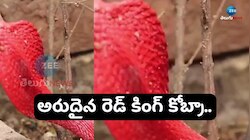 Giant Red King Cobra Viral Video: రేర్‌ రెడ్‌ స్నేక్‌ వీడియో.. ఇప్పుడే చూడండి..