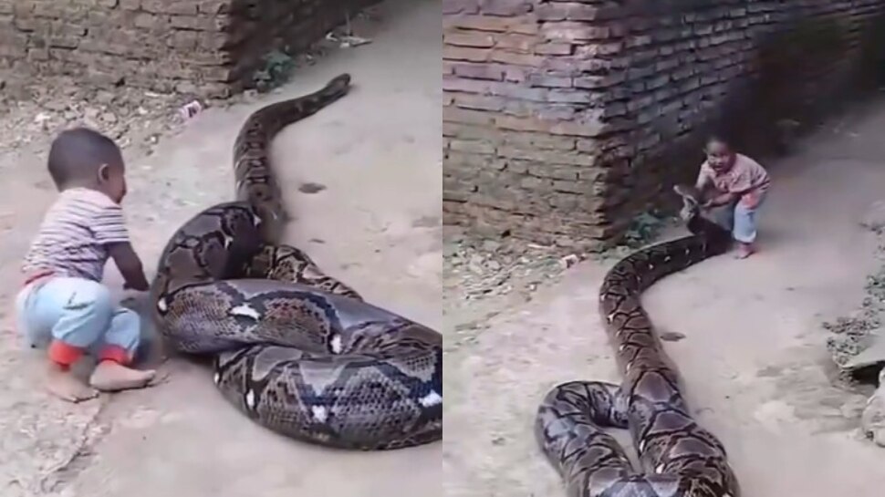 Small boy playing with big python in house shocking Snake video goes ...