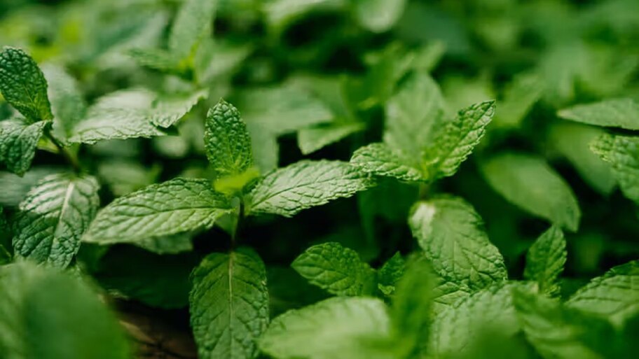 What Are The Health Benefits Of Mint For Diabetes | Mint Benefits: ఈ ...