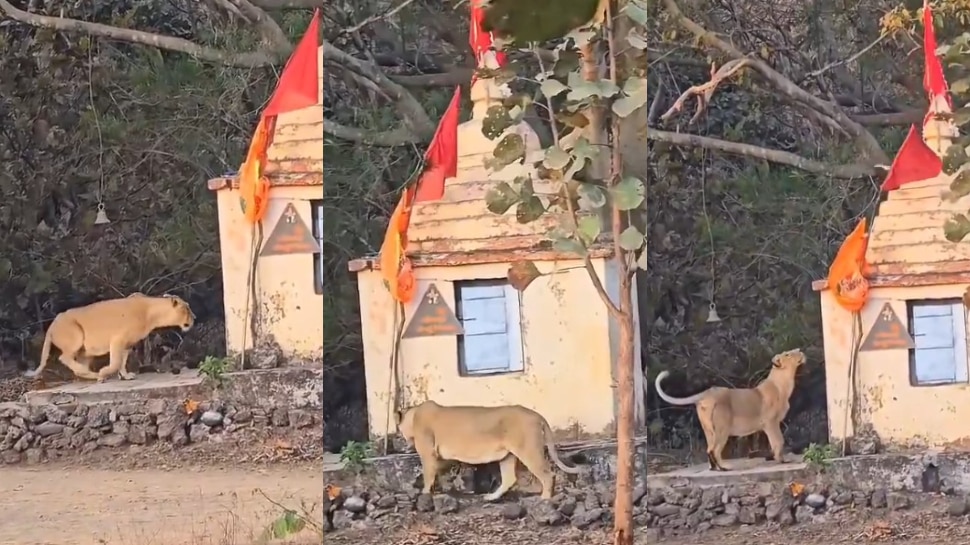 Viral Video: వామ్మో.. దట్టమైన అడవిలో గుడి చుట్టు ప్రదక్షిణలు చేస్తున్న సింహలు.. షాకింగ్ వీడియో వైరల్.. Viral Video: వామ్మో.. దట్టమైన అడవిలో గుడి చుట్టు ప్రదక్షిణలు చేస్తున్న సింహలు.. షాకింగ్ వీడియో వైరల్..