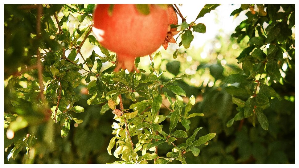 Pomegranate: దానిమ్మ పండు కంటే ఆకులోనే అసలు ఆరోగ్యం.. పోషకాలు పుష్కలం..